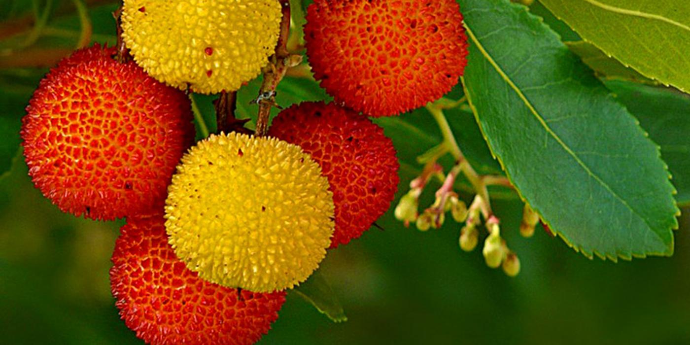 Arbustul cu frăguţe, un arbust care ȋnflorește iarna