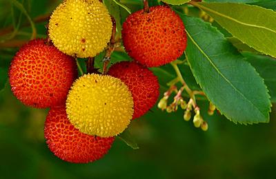 Arbustul cu frăguţe, un arbust care ȋnflorește iarna