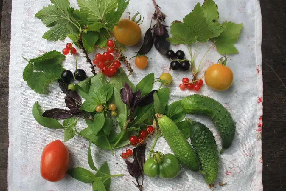 Top 5 Vegetable Seeds to Plant This Spring