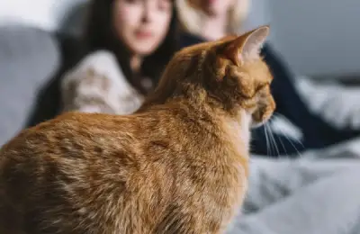 Cats as Pets for Small Apartments