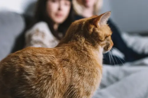 Pisicile ca animale de companie pentru apartamente mici