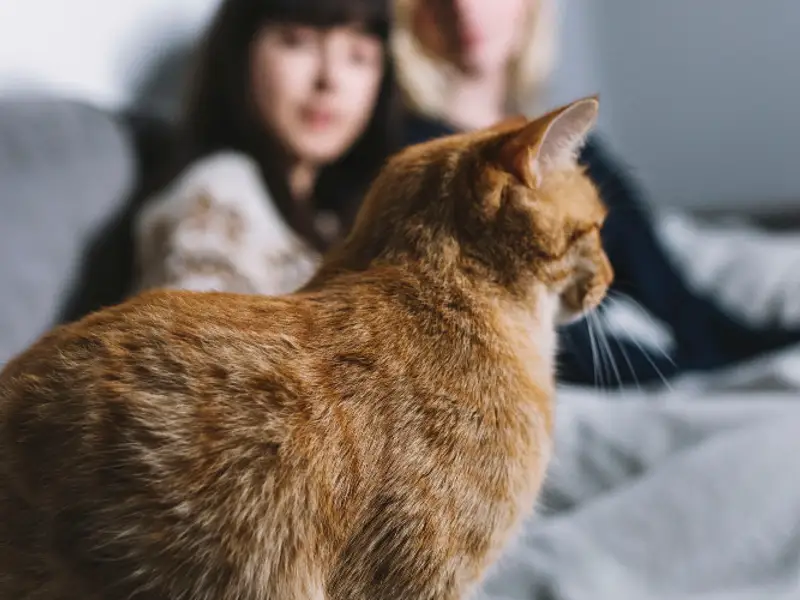 Pisicile ca animale de companie pentru apartamente mici