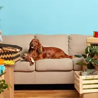 Remedii utile pentru dermatită la câini