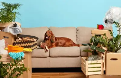 Helpful Remedies for Canine Dermatitis