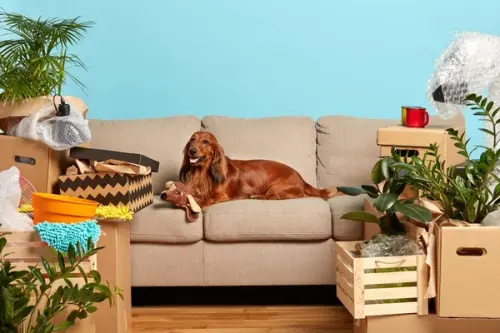 Remedii utile pentru dermatită la câini