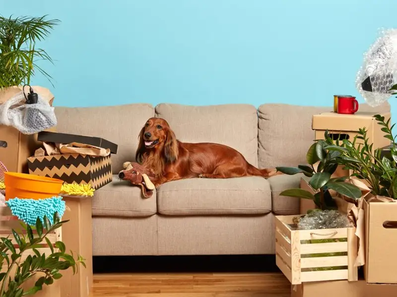 Remedii utile pentru dermatită la câini