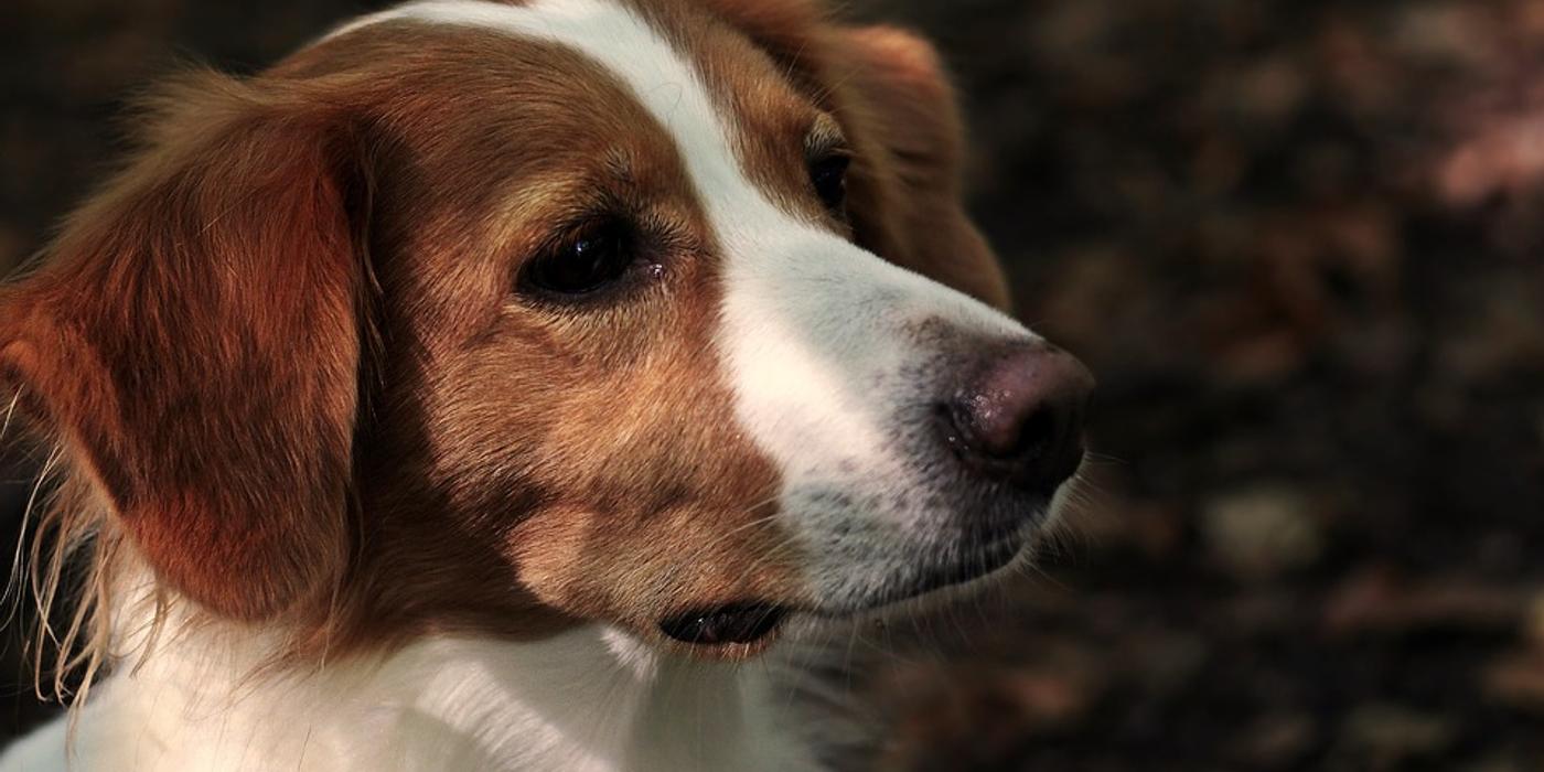 Suplimentele veterinare: în ce produse să investești pentru câinele tău?