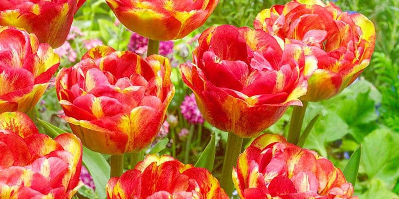 De ce tot mai mulți români investesc în grădini bine îngrijite și ce plante merită atenția în acest sezon