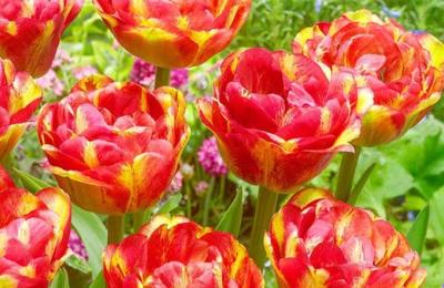 De ce tot mai mulți români investesc în grădini bine îngrijite și ce plante merită atenția în acest sezon