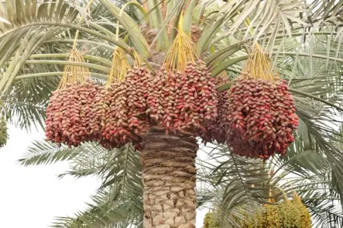 Cum se cresc curmalii de la stadiul de sambure? (VIDEO)