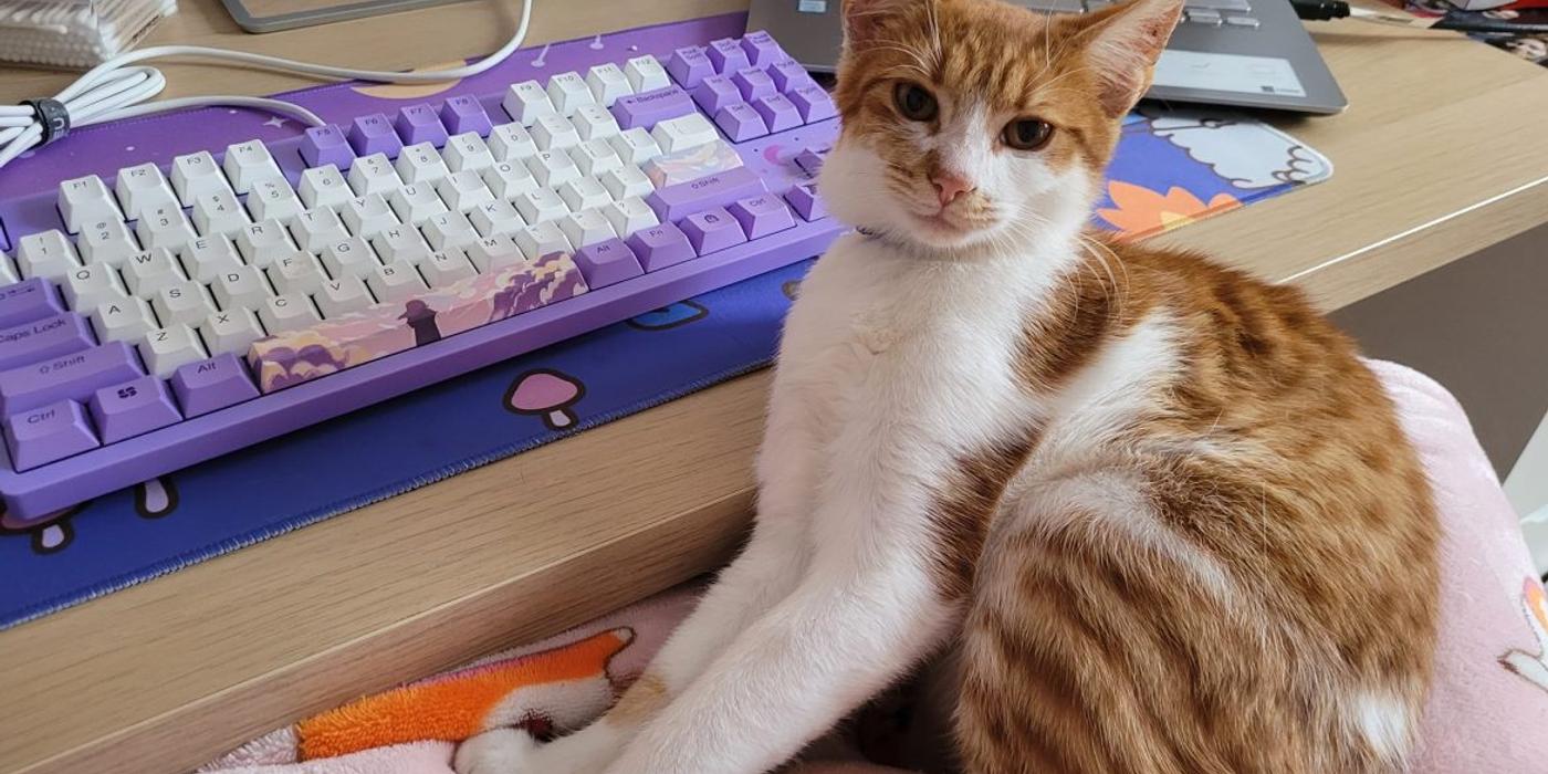 O asociație din Cluj-Napoca a creat un spațiu dedicat pisicilor