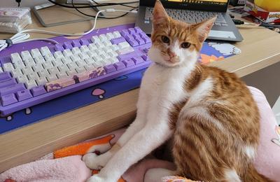 O asociație din Cluj-Napoca a creat un spațiu dedicat pisicilor