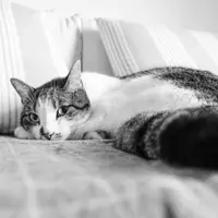 Cum să îți ajuți pisica să se adapteze într-o casă nouă