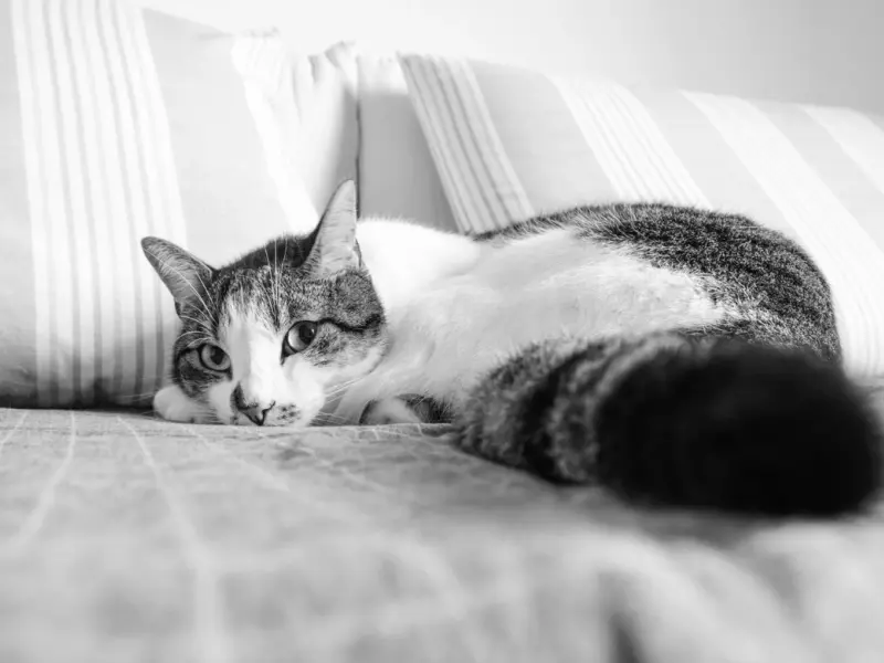 Cum să îți ajuți pisica să se adapteze într-o casă nouă