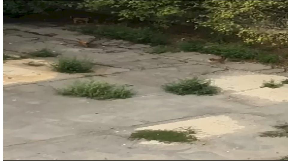 Oamenii din Capitală sunt terorizați de o haită de câini