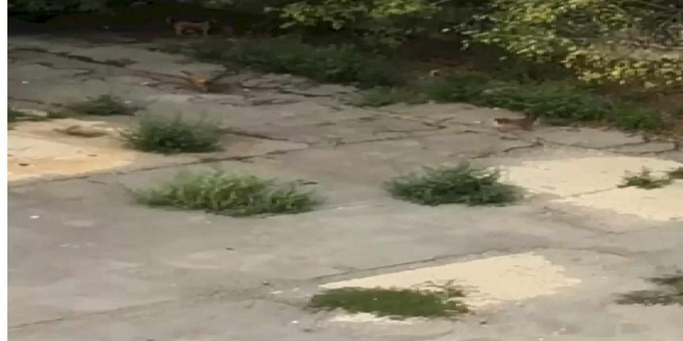 Oamenii din Capitală sunt terorizați de o haită de câini