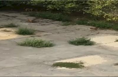 Oamenii din Capitală sunt terorizați de o haită de câini