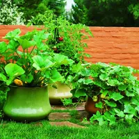 Cum sa folositi bicarbonatul de sodiu in gradina