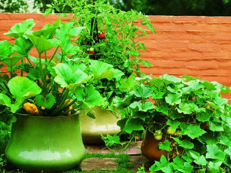 Cum sa folositi bicarbonatul de sodiu in gradina