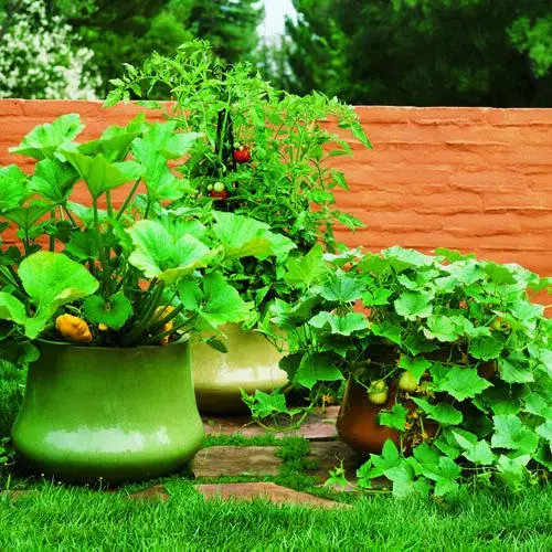 Cum sa folositi bicarbonatul de sodiu in gradina