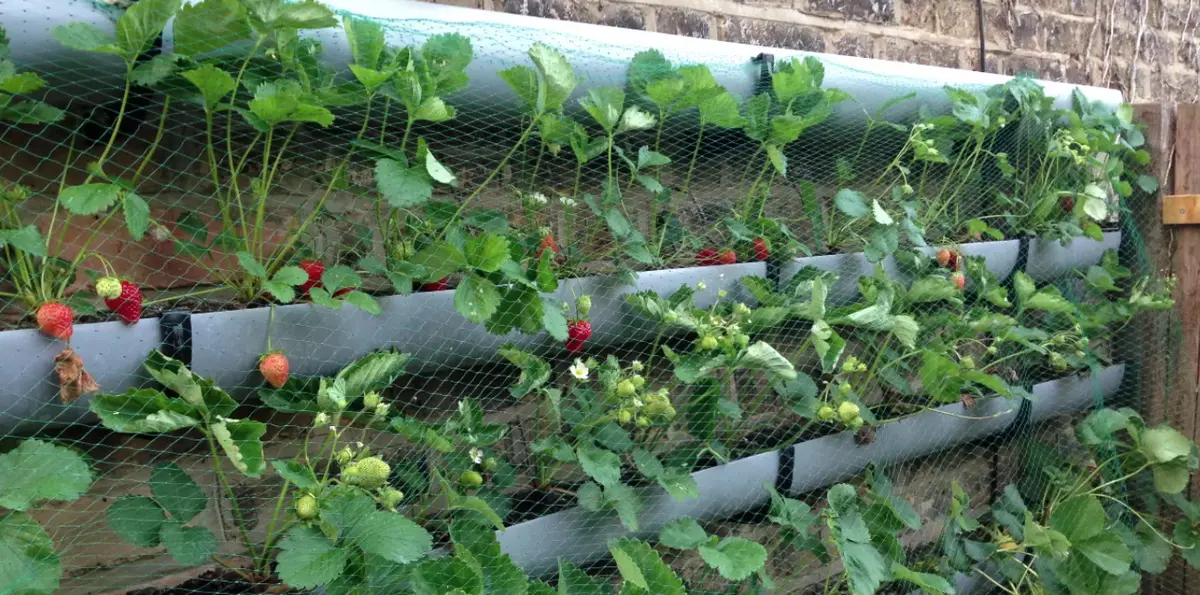 Ingrijirea gradinii 9 sfaturi utile