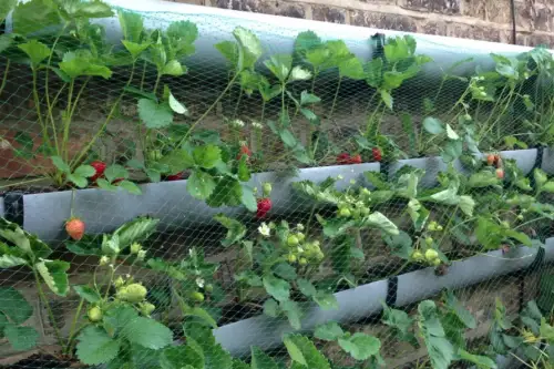 Ingrijirea gradinii 9 sfaturi utile