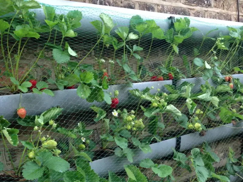 Ingrijirea gradinii 9 sfaturi utile