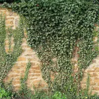 Cum se planteaza si cum se creste iedera