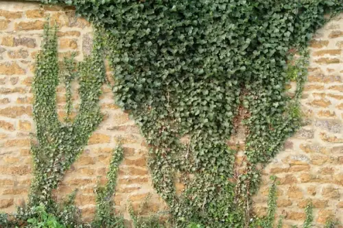 Cum se planteaza si cum se creste iedera