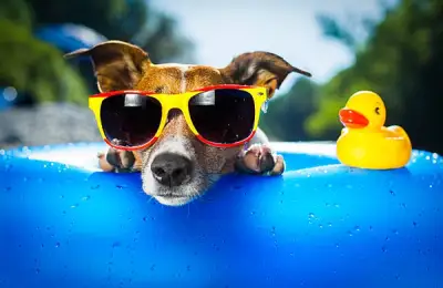 Essential Tips for Protecting Your Dog from Summer Heat