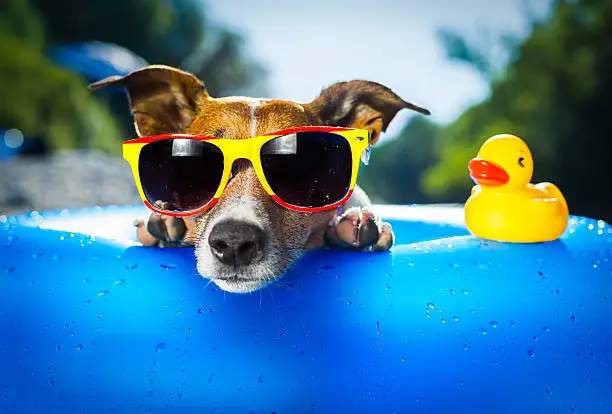 Essential Tips for Protecting Your Dog from Summer Heat