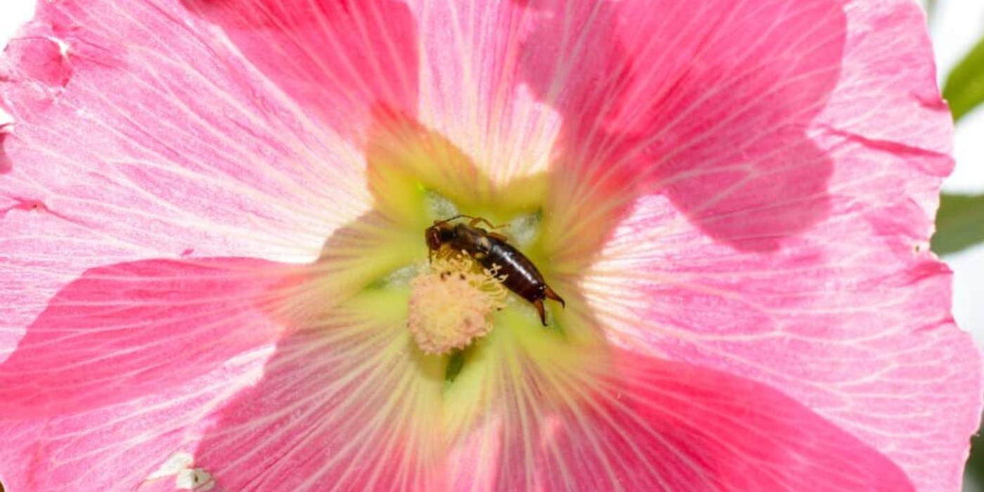 Urechelnițele, niște mame grozave