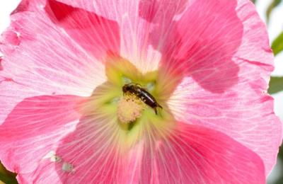 Urechelnițele, niște mame grozave