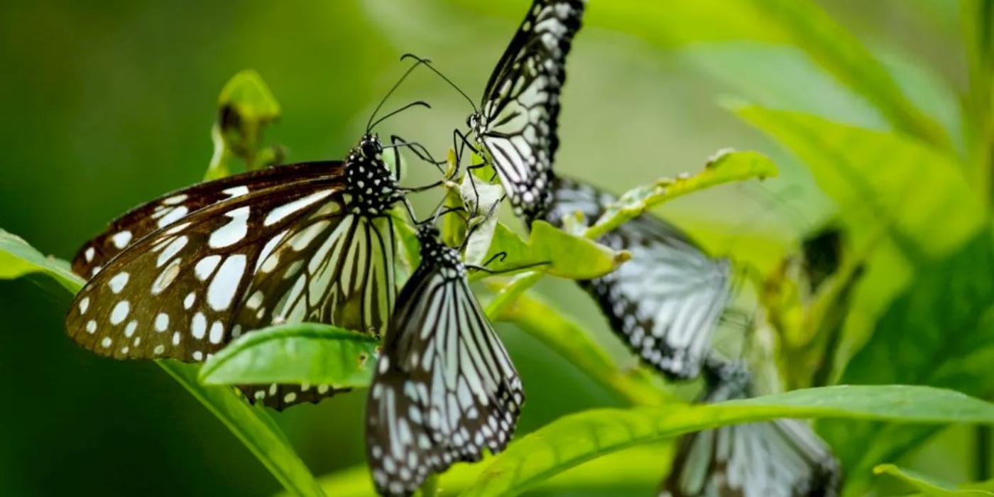 Bucureștii sunt invitați la expoziția de fluturi exotici organizată la Muzeul Național de Istorie Naturală „Grigore Antipa”