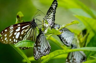 Bucureștii sunt invitați la expoziția de fluturi exotici organizată la Muzeul Național de Istorie Naturală „Grigore Antipa”