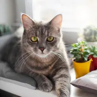 Amenajarea unei grădini sigure și atractive pentru pisici