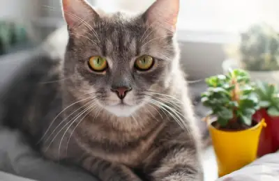 Creating a Safe and Attractive Garden for Cats