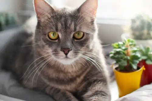 Amenajarea unei grădini sigure și atractive pentru pisici