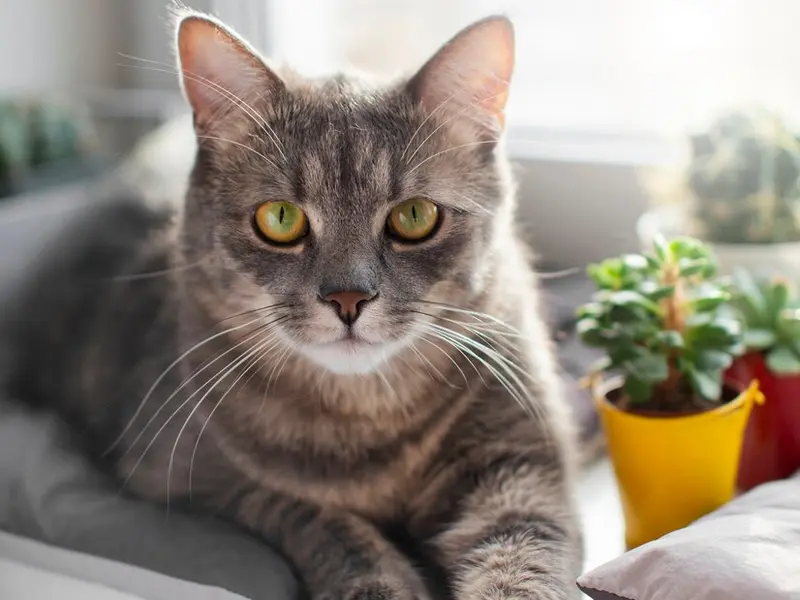 Amenajarea unei grădini sigure și atractive pentru pisici