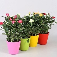 Cum plantezi trandafirii mini în jardiniere: ghid pas cu pas pentru flori spectaculoase pe balcon