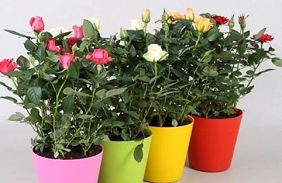 Cum plantezi trandafirii mini în jardiniere: ghid pas cu pas pentru flori spectaculoase pe balcon