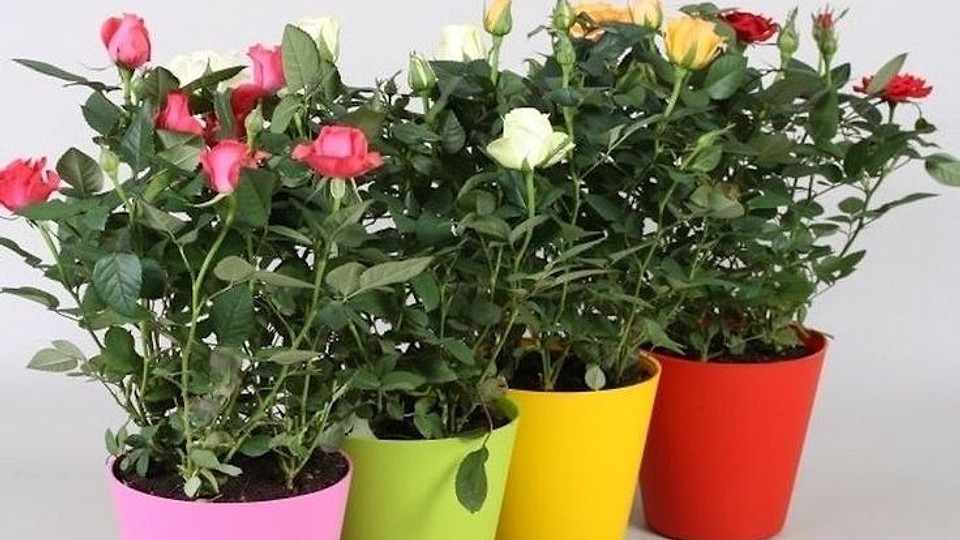 Cum plantezi trandafirii mini în jardiniere: ghid pas cu pas pentru flori spectaculoase pe balcon
