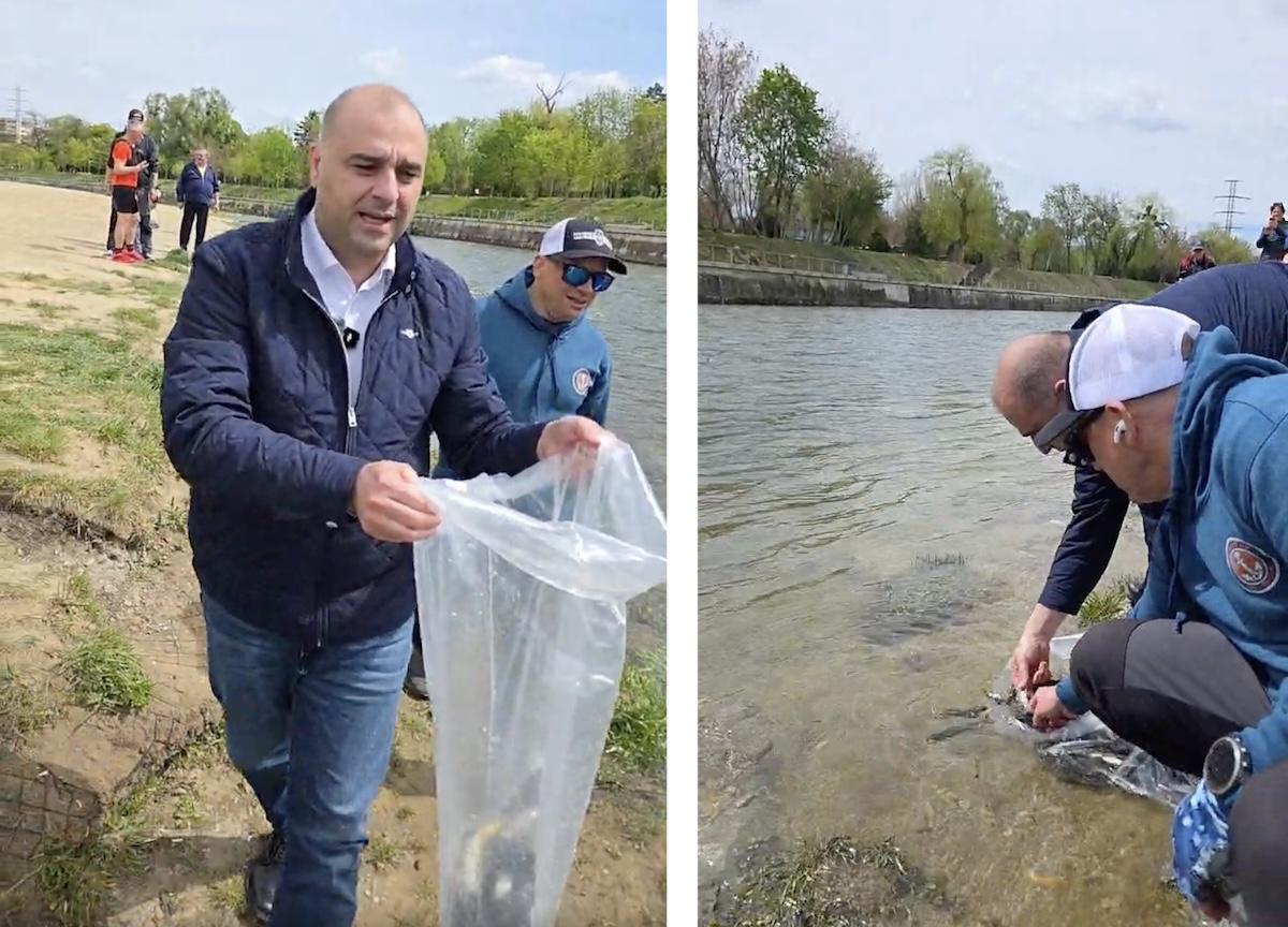 „Ecosistem viu” în inima Clujului: 8.000 de păstrăvi au fost eliberați în Someșul Mic