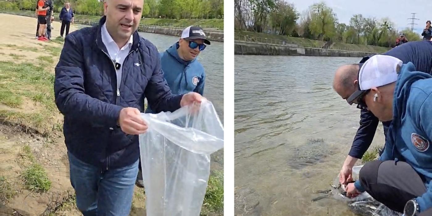 „Ecosistem viu” în inima Clujului: 8.000 de păstrăvi au fost eliberați în Someșul Mic