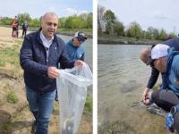 „Ecosistem viu” în inima Clujului: 8.000 de păstrăvi au fost eliberați în Someșul Mic