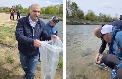 „Ecosistem viu” în inima Clujului: 8.000 de păstrăvi au fost eliberați în Someșul Mic
