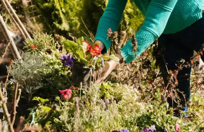 Cum să-ți creezi o grădină de flori sălbatice pentru atragerea polenizatorilor – Beneficii ecologice și specii recomandate