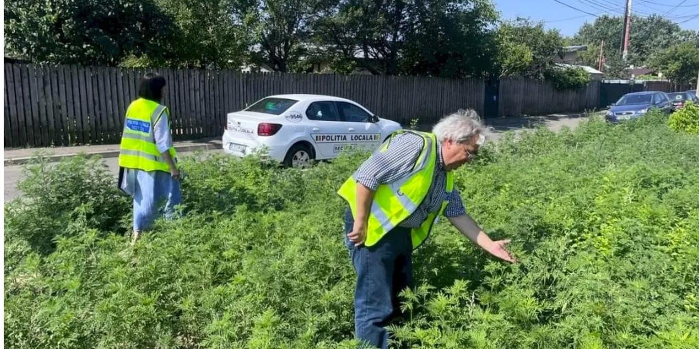 Proprietarii de terenuri din Sectorul 6, care nu vor distruge ambrozia, vor primi amenzi mari