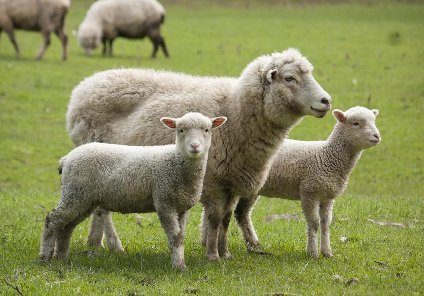 Cât va costa mielul de Paşte? Estimările făcute de ministrul Agriculturii VIDEO