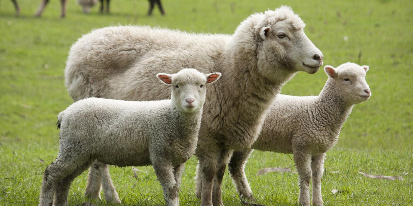 Cât va costa mielul de Paşte? Estimările făcute de ministrul Agriculturii VIDEO